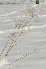 Peucedanum morisonii