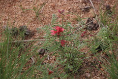 Indigofera oxytropis