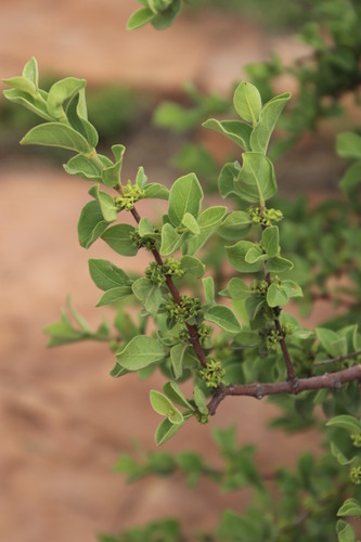 Image of Vangueria parvifolia by (c) Tony Rebelo, some rights reserved (CC BY-SA)