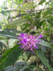 Palicourea angustifolia