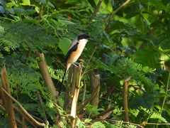 Lanius schach bentet