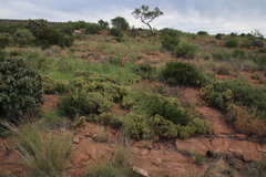 Searsia magalismontana magalismontana