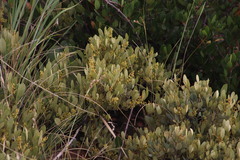Searsia magalismontana magalismontana