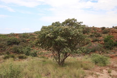 Croton gratissimus gratissimus