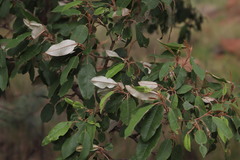 Croton gratissimus gratissimus