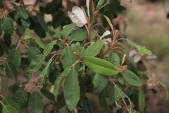 Croton gratissimus gratissimus