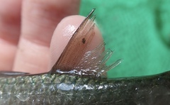 Planiliza