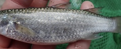 Planiliza
