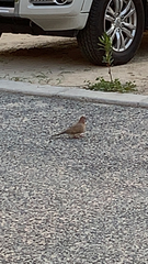 Streptopelia senegalensis