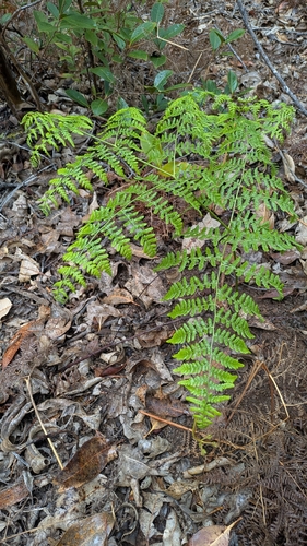 Pteridium aquilinum observed 2025-11-10