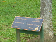 Saribus rotundifolius