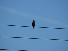 Acridotheres cristatellus formosanus