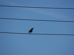 Acridotheres cristatellus formosanus