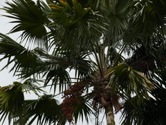 Saribus rotundifolius