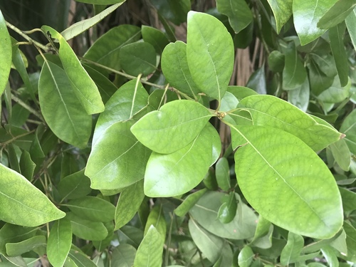 Persea borbonia image