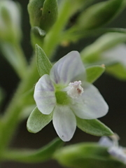 Veronica undulata