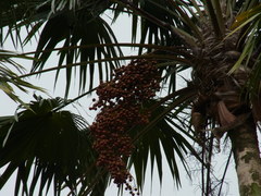 Saribus rotundifolius