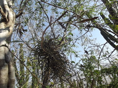 Tillandsia exserta