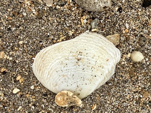 Quidnipagus palatam observed 2025-11-04