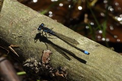 Cyanallagma interruptum