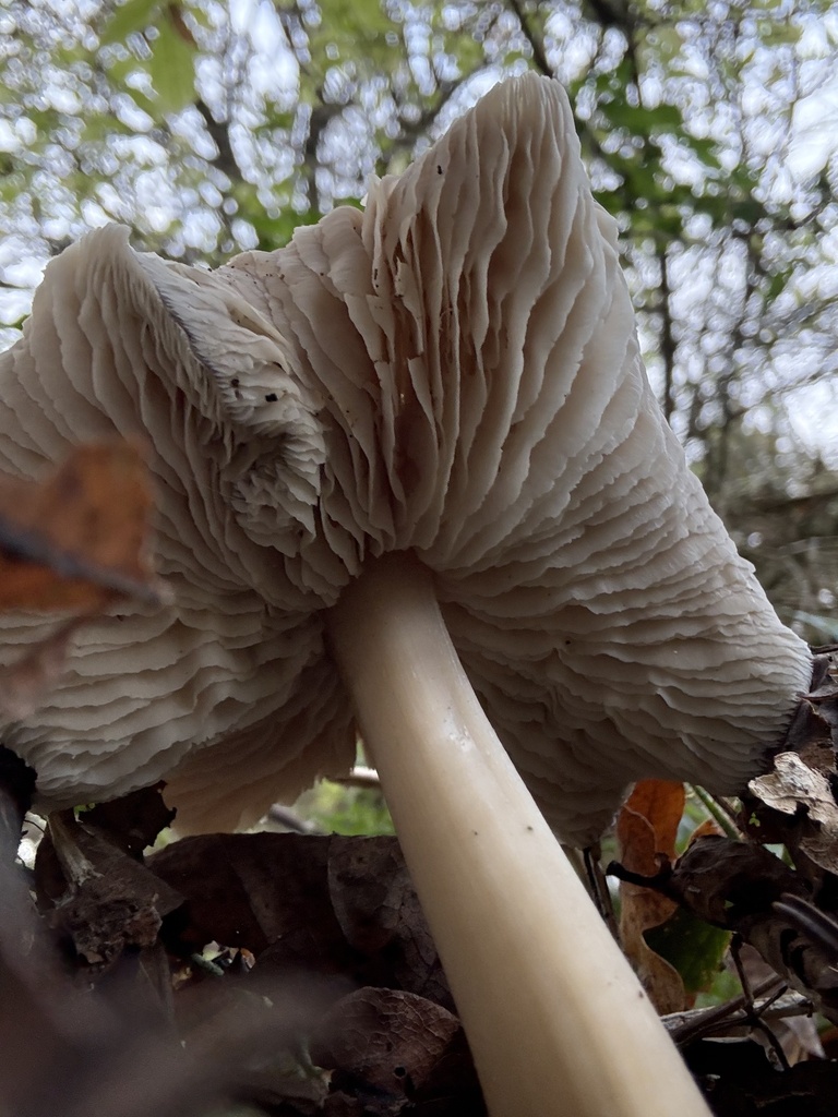 Rhodocollybia asema · November 2025 · photo: © cjoynson (iNaturalist, cc0)