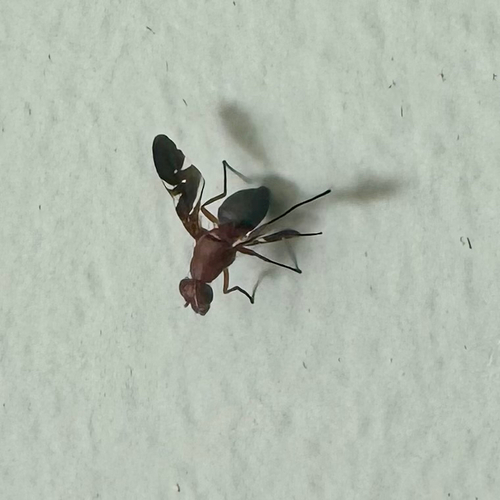 Unknown species found near Bay Tree Ct, Mount Pleasant, SC, US