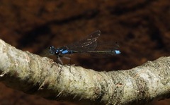 Cyanallagma interruptum