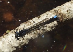 Cyanallagma interruptum