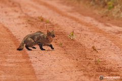 Pantanal Cat photo 2
