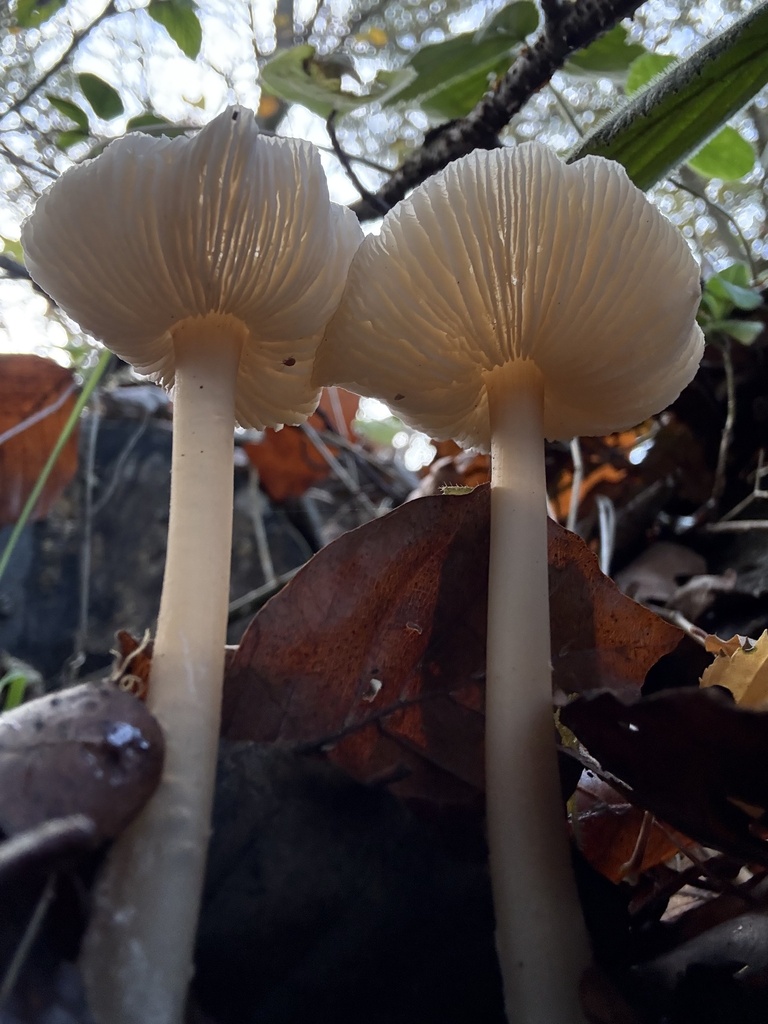 Rhodocollybia asema · November 2025 · photo: © cjoynson (iNaturalist, cc0)