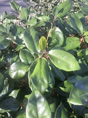 Magnoliopsida