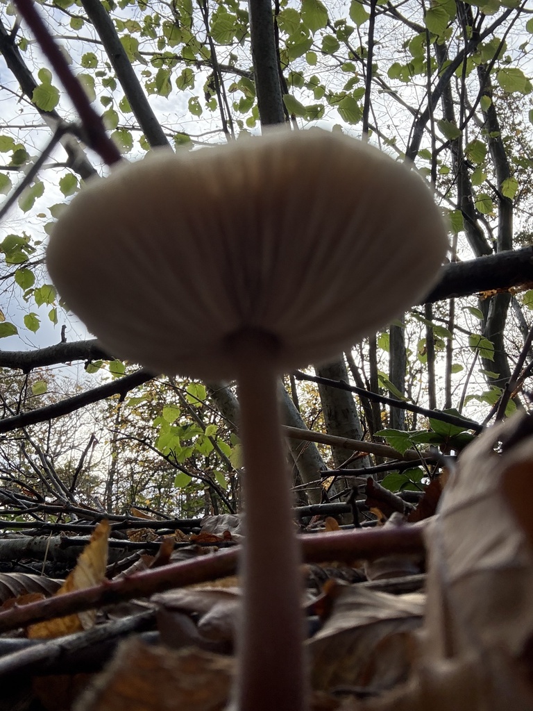 Rhodocollybia asema · November 2025 · photo: © cjoynson (iNaturalist, cc0)