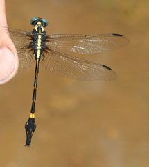 Macrogomphus phalantus