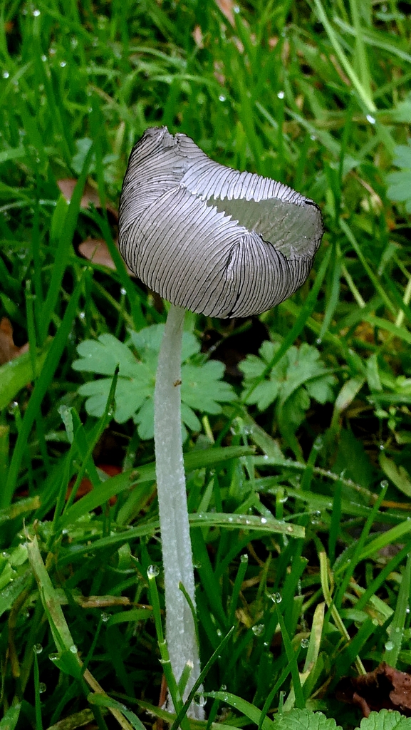 Coprinopsis lagopus · November 2025 · photo: © patricklm35 (iNaturalist, cc0)