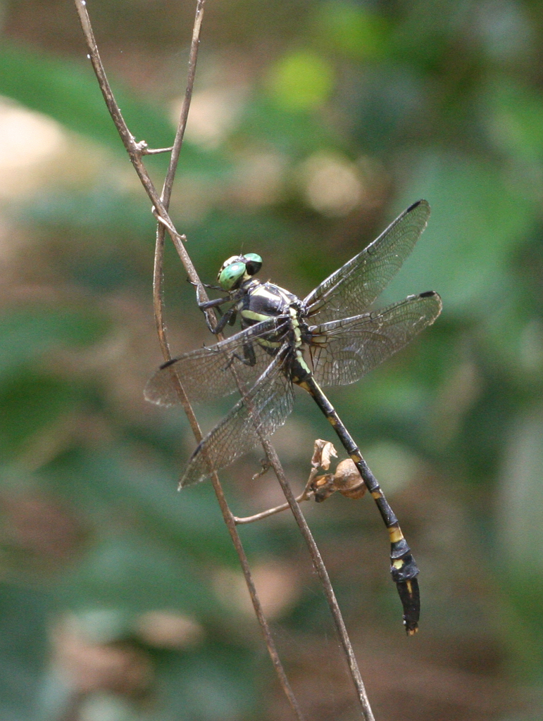 Macrogomphus phalantus