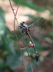 Macrogomphus phalantus