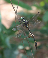 Macrogomphus phalantus