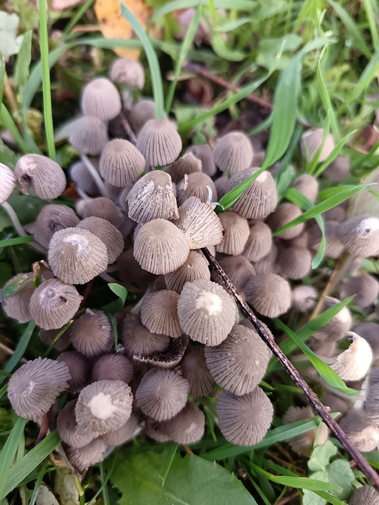 Coprinellus disseminatus · November 2025 · photo: © unseelie (iNaturalist, cc-by)