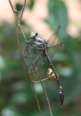 Macrogomphus phalantus