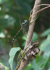 Macrogomphus phalantus