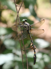 Macrogomphus phalantus