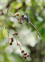 Macrogomphus phalantus