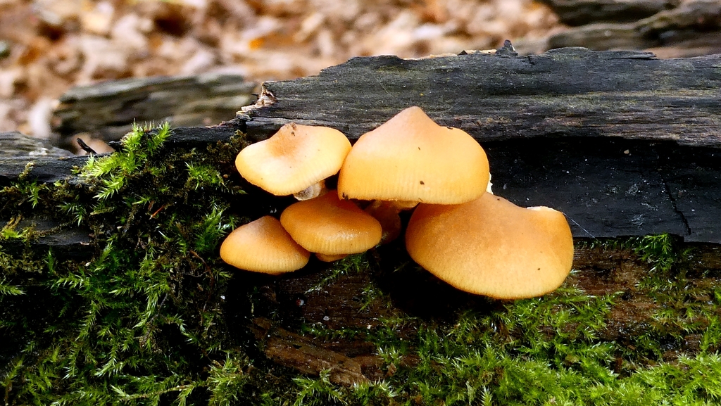 Galerina marginata · November 2025 · photo: © patricklm35 (iNaturalist, cc0)