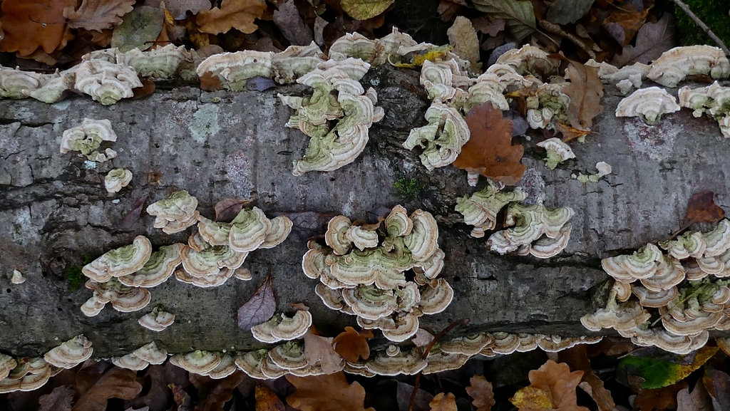 Stereum subtomentosum · November 2025 · photo: © patricklm35 (iNaturalist, cc0)