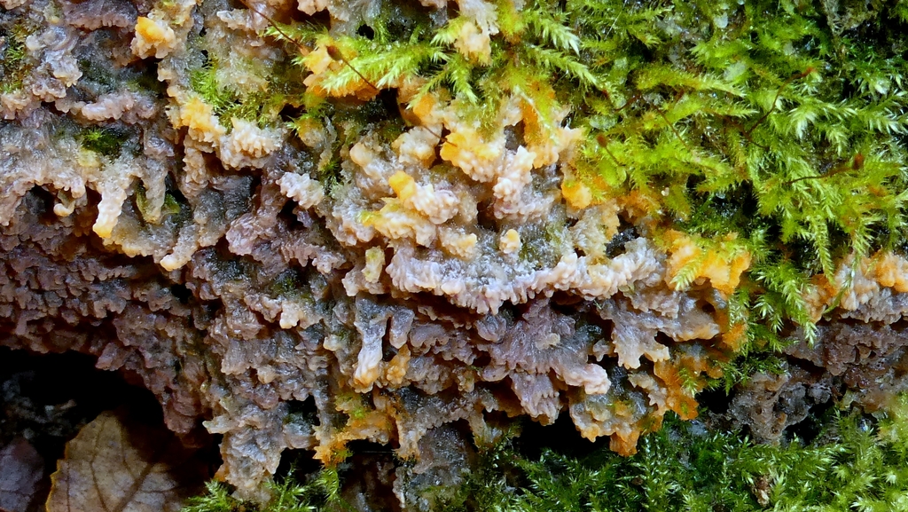 Phlebia radiata · November 2025 · photo: © patricklm35 (iNaturalist, cc0)