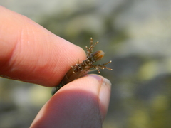 Gammarus oceanicus