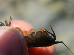 Gammarus oceanicus