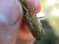 Gammarus oceanicus