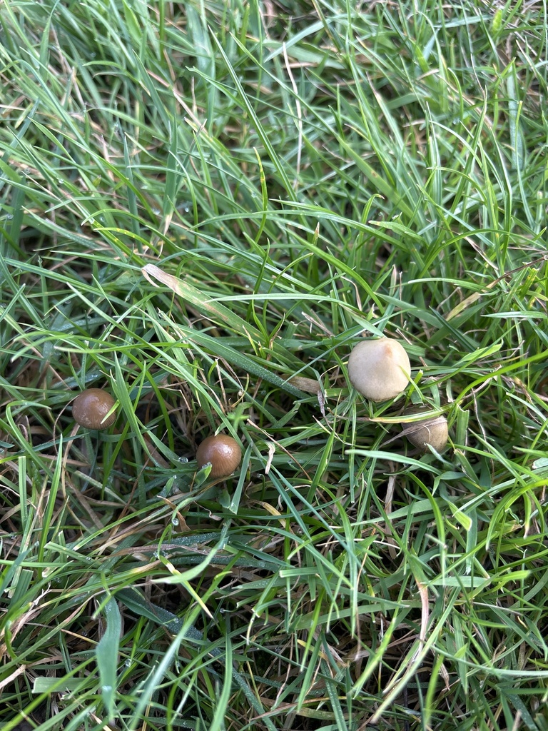 Psilocybe semilanceata · November 2025 · photo: © samkelly (iNaturalist, cc-by)
