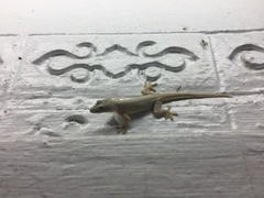 Hemidactylus platyurus